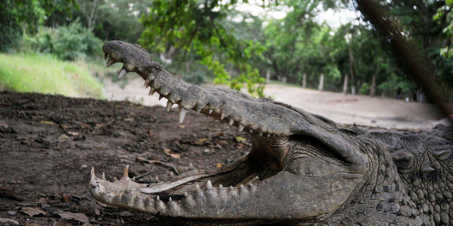 En krokodil har dödat en kvinna i närheten av byn Teluk Kuali i provinsen Jambi i Indonesien. Arkivbild.