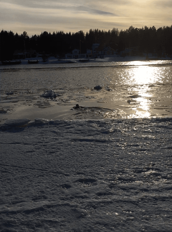 Här simmar sälen ut i vattnet. Foto: Polisen Norrbotten
