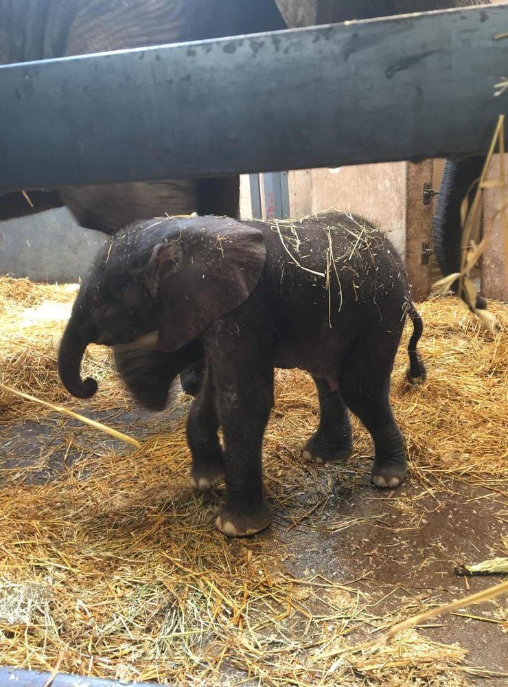 Tidigare i år fick elefantkon Panzi en kalv som fick namnet Chindi. Bild: Borås djurpark
