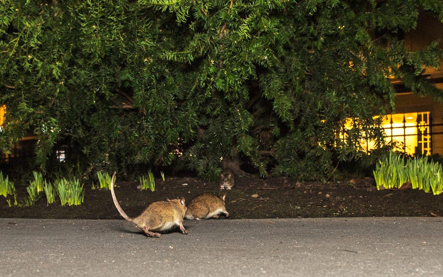 Här i centrala stan trivs råttorna.Bild: Oliver Lindkvist
