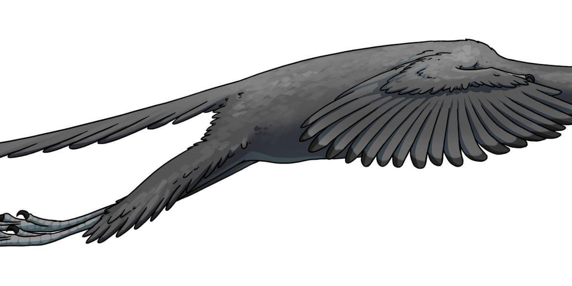 Urfågeln Archaeopteryx kunde flyga, enligt en ny studie.