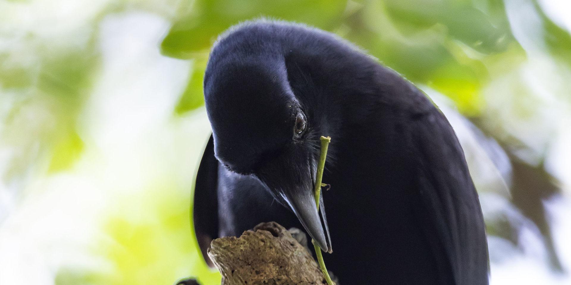 Smarta fåglar. Nykaledoniska kråkor kan tillverka avancerade verktyg för att komma åt de feta larverna som gömmer sig i veden i skogarna på Nya Kaledonien. 