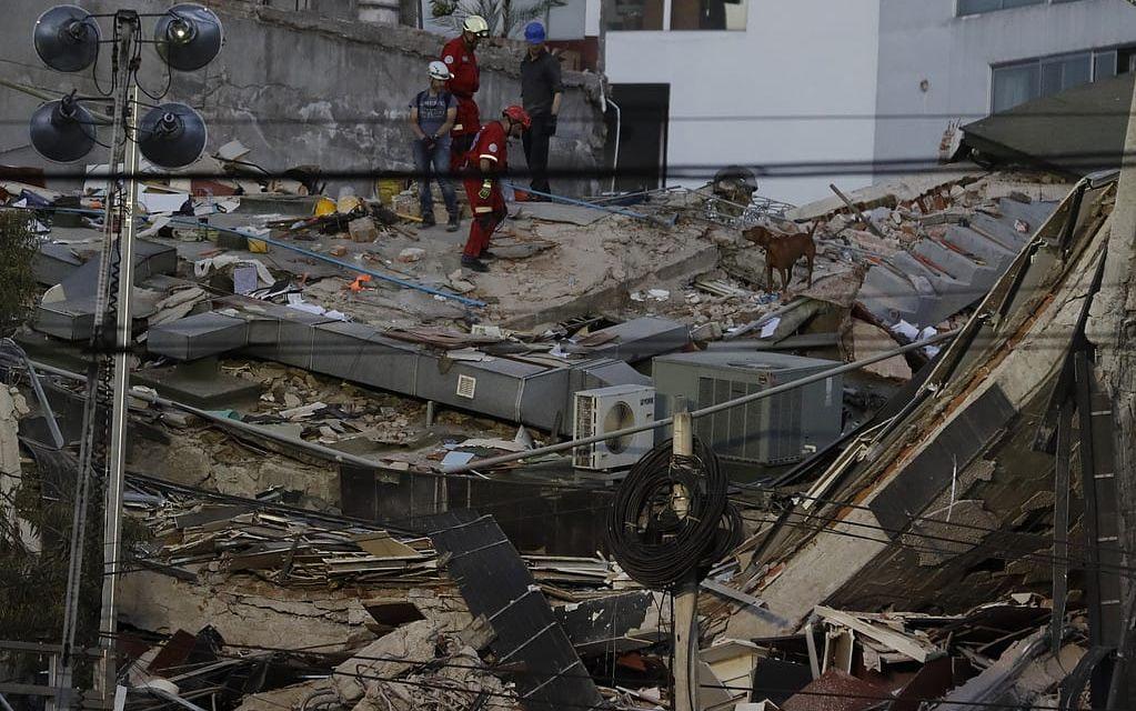 En räddningshund hjälper till att leta efter människor i rasmassorna efter jordbävningen i Mexiko. Bild: TT