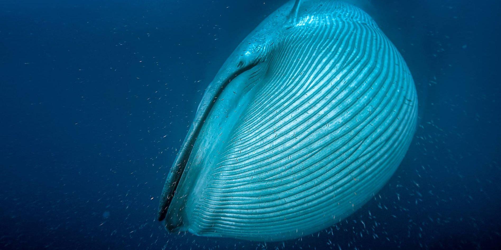 Blåvalen är det största djur som någonsin har existerat. Den här bjässen äter av krillstimmen utanför Kaliforniens kust.
