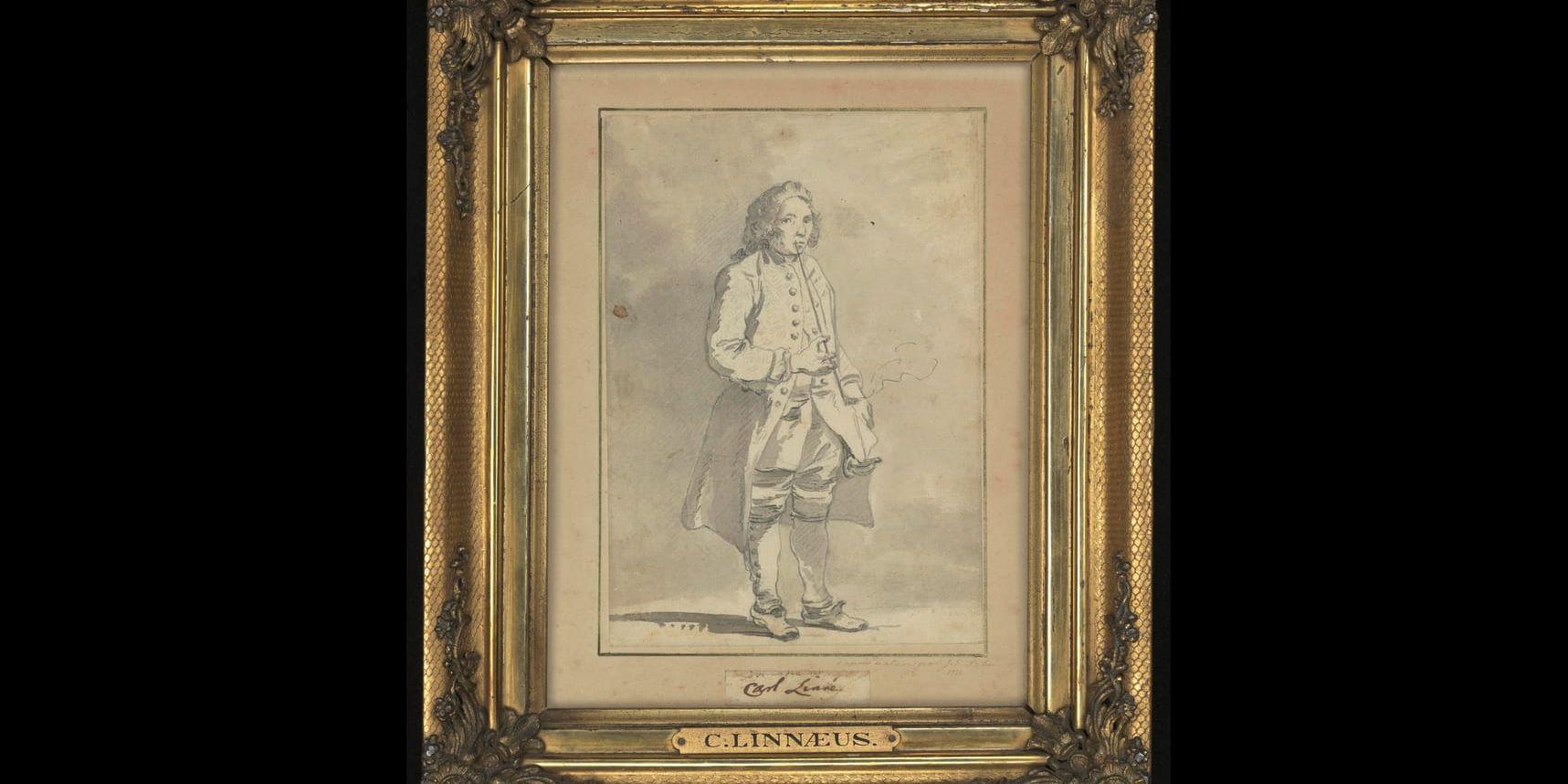 Porträtt av Carl von Linné, lavering av konstnären Jean Eric Rehn.