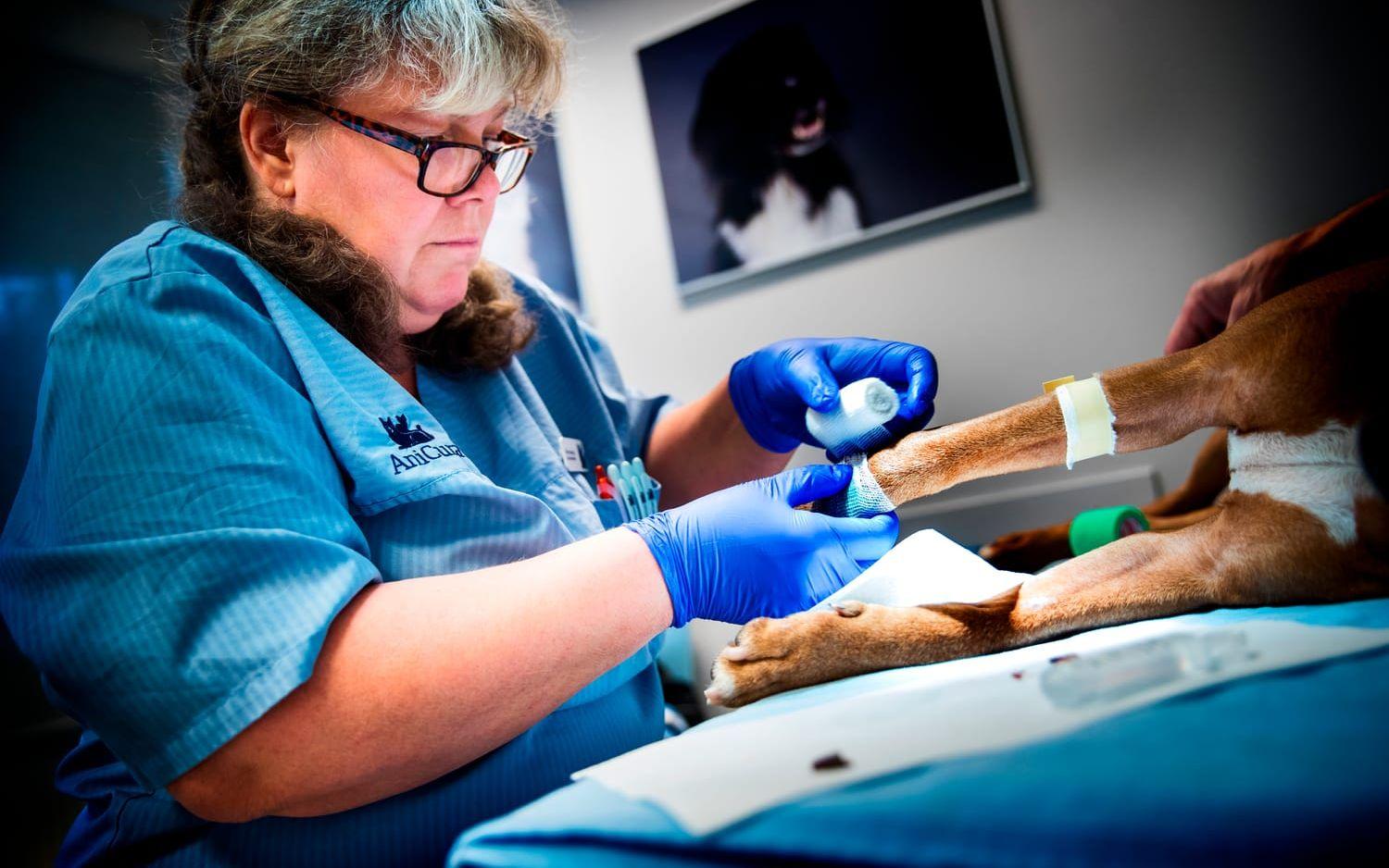 Maria Brandberg, djursjukskötare, sätter bandage med hjärta på Rex.