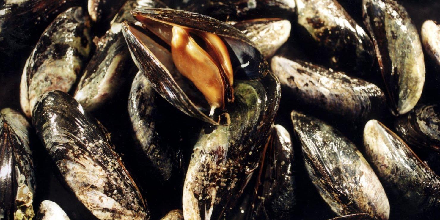 Länsstyrelsen varnar för giftiga musslor längs hela kusten. Foto: TT