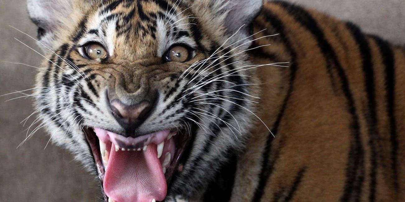 Allt fler tigrar hålls inspärrade som en del av den thailändska turistindustrin, enligt en rapport från World Animal Protection. Arkivbild.