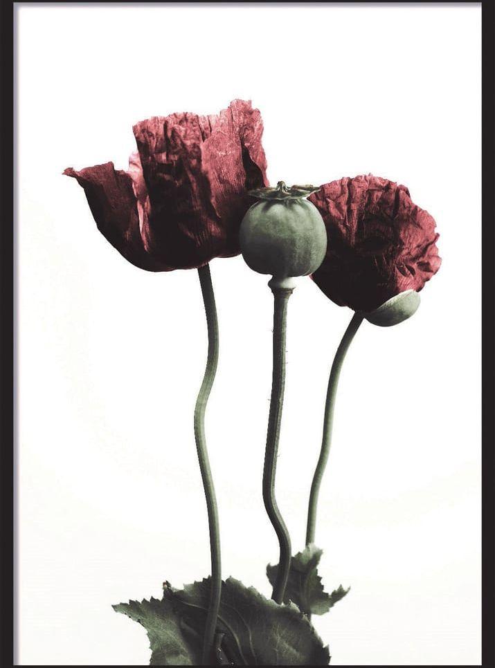 Red Poppy Flower poster: Foto: Desenio