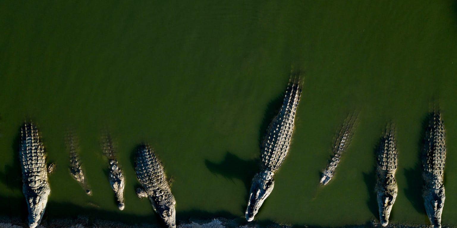 Krokodilerna som lämnats åt sitt öde på Västbanken.