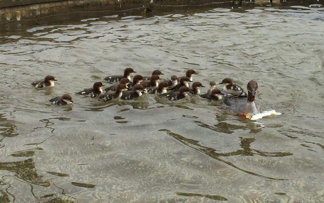 De 21 små fågelungarna och deras mamma flydde till fontänen. I var inga problem men... Foto: William Tillström