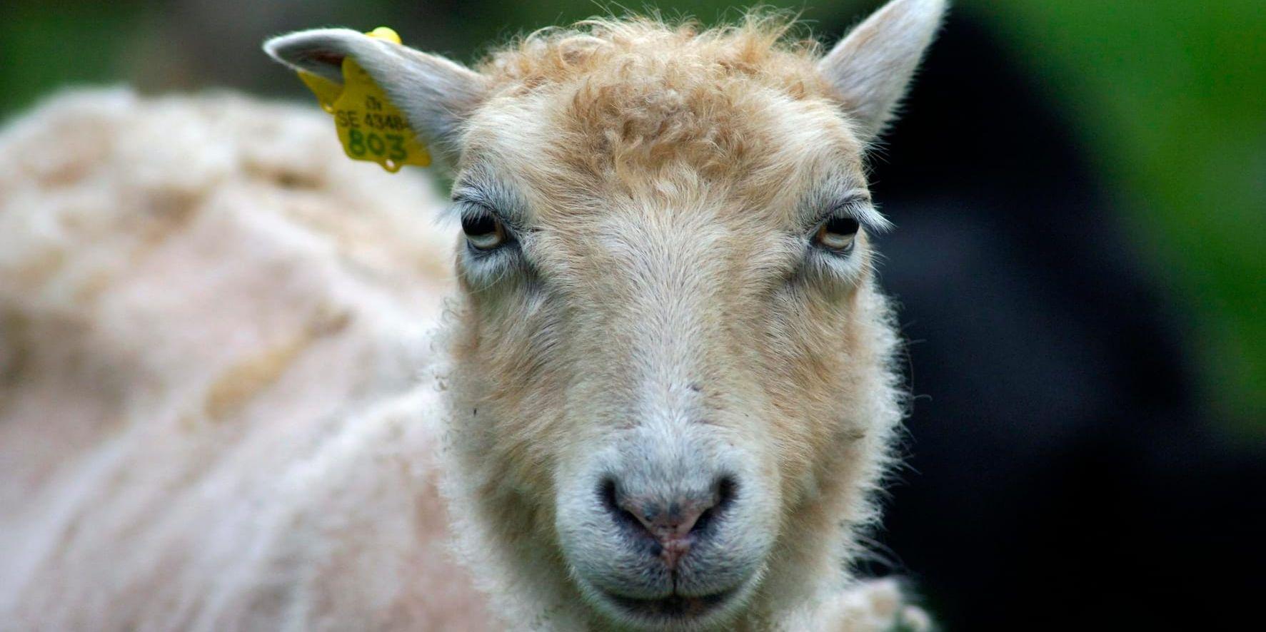 En fårtacka och hennes tre lamm hittades döda efter en misstänkt knivattack i helgen. Arkivbild.