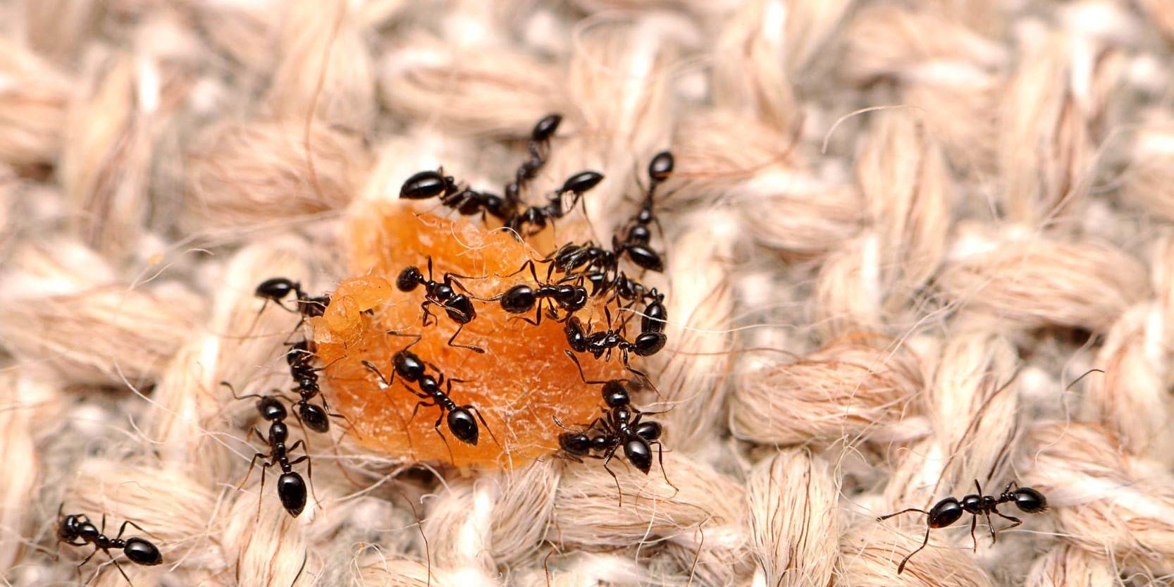 Myror lever tätt tillsammans, som myrorna på bilden som festar loss på en matsmula. Risken att smittsamma sjukdomar ska spridas i kolonin är stor. Arkivbild.