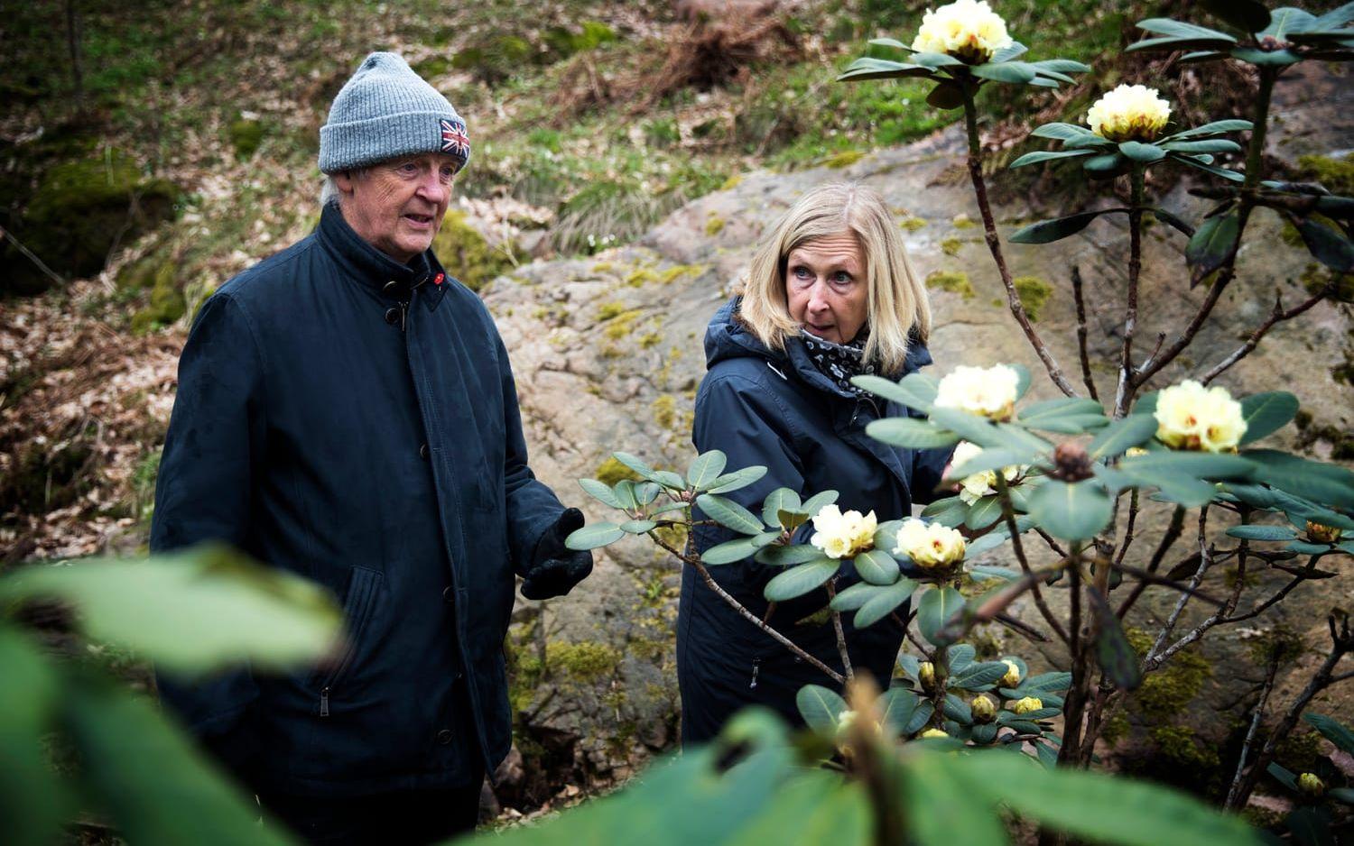 Björn och Ann-Sofie Damberg beundrade en Rhododendron lacteum. I helgen firade de 28:årig bröllopsdag. "Nu ska vi på Hagabion och sedan på restaurang", sa Björn.