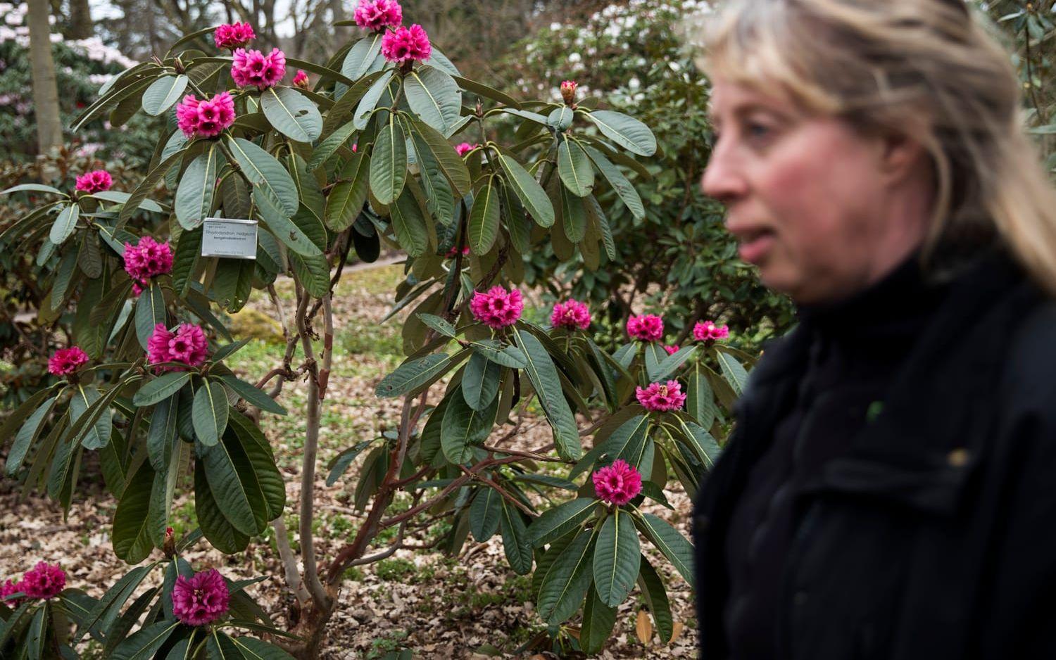 Trädgårdsmästare Maria Sjöstedt förevisar en av de rhododendron som blommar extra rikligt i år.