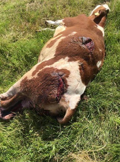Kalven hittades svårt knivskuren på gården. Foto: Privat