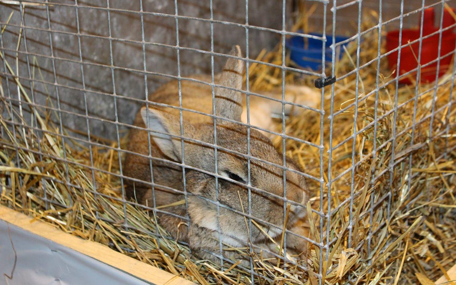 De flesta kaniner tycktes ta utställningens alla människor och ljud med ro. Bild: Mari-Louise Anderstedt