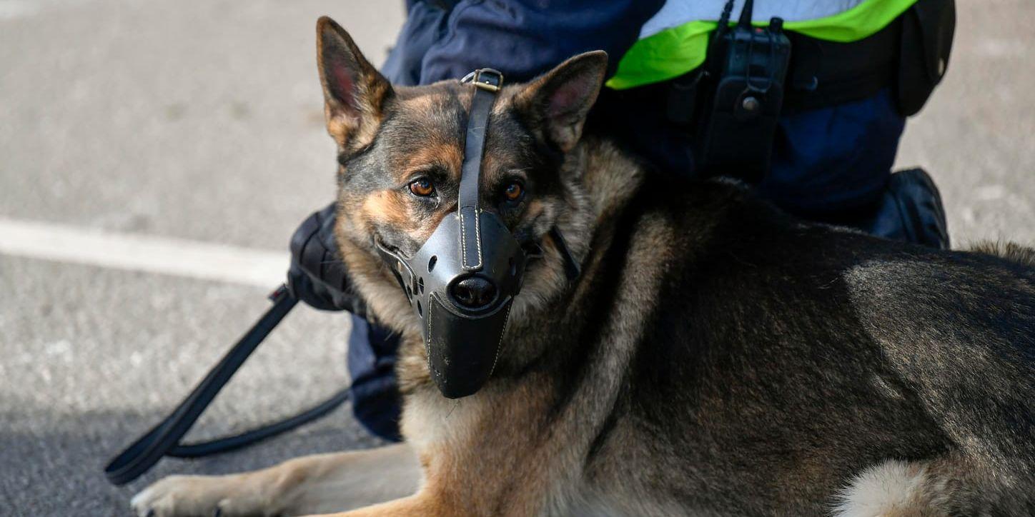 Polisen åtalas för tjänstefel efter att ha bussat sin hund på en oskyldig man. Arkivbild.