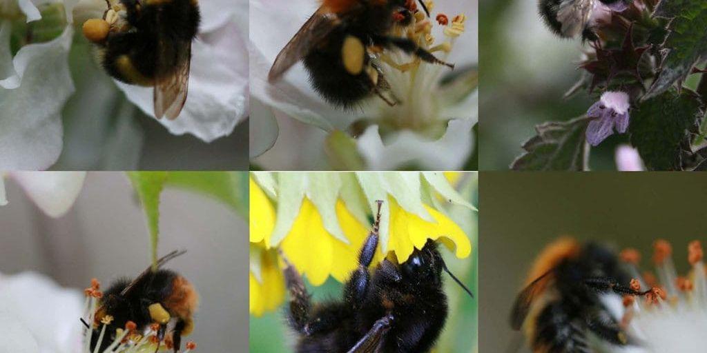I Sverige finns cirka 300 arter vildbin: 250 ensamlevande bin och 40 humlor. Olika arter pollinerar olika växter.