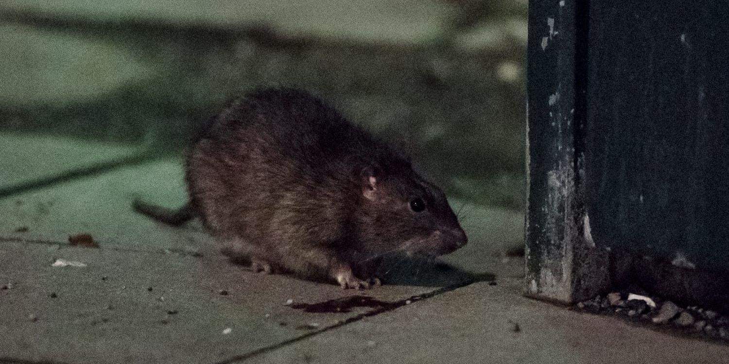 RÅTTOR. På fem år har larmen till Anticimex om råttor i Göteborg ökat med 297 procent.