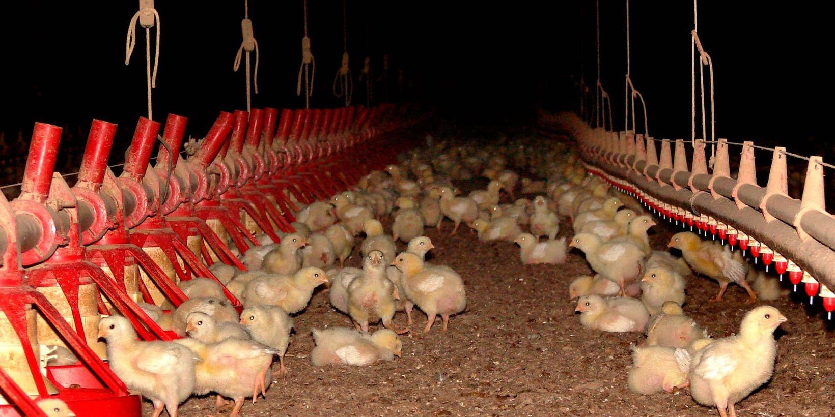 Insektsgiftet, som inte får användas på kycklingar, har funnits i ägg i Nederländerna, Belgien och Tyskland. Miljontals ägg har återkallats. Arkivbild.