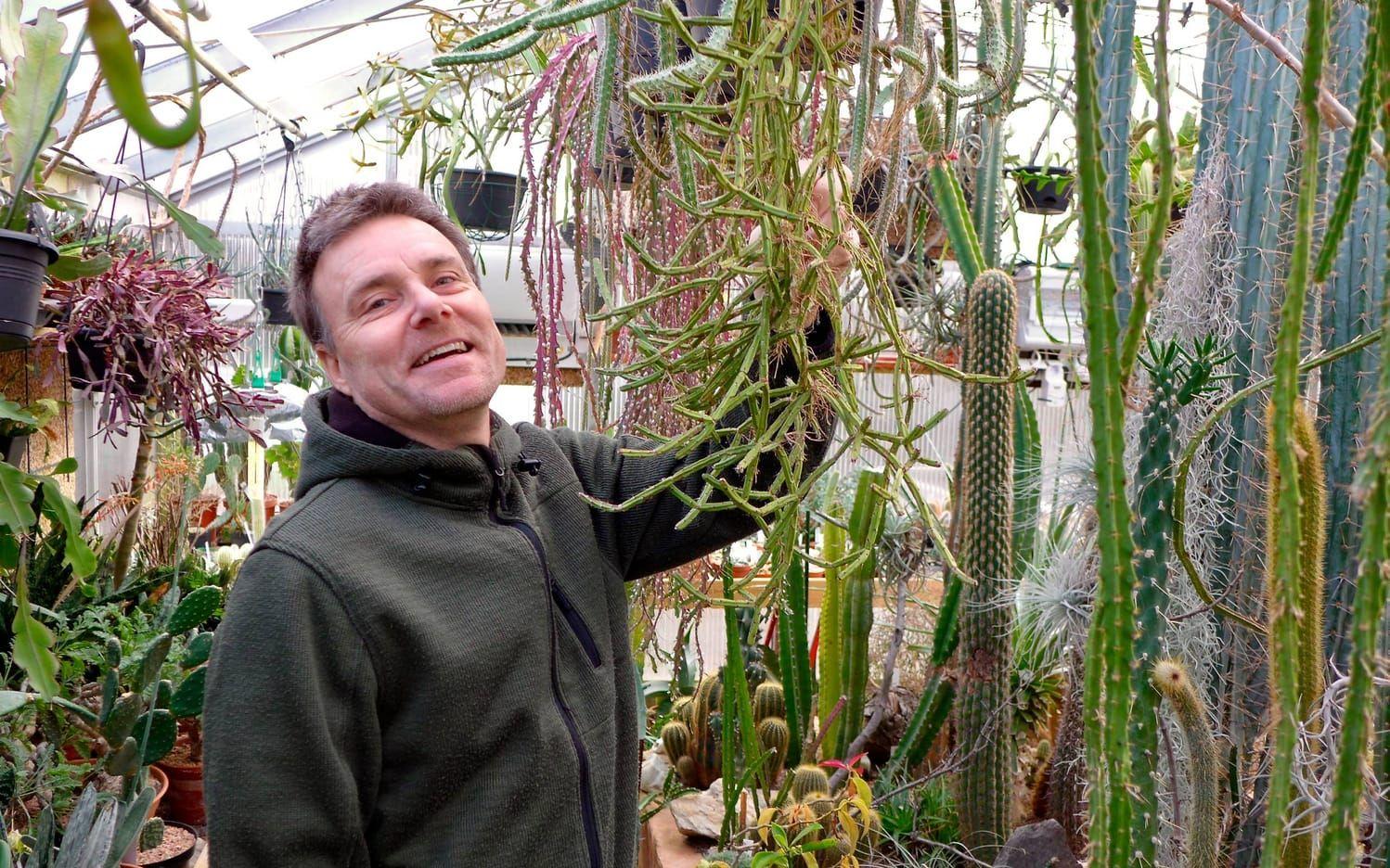 Magnus Björlin trivs i sitt växthus med alla färgglada och stickvänliga kaktusväxter. Bild: Kicki Media
