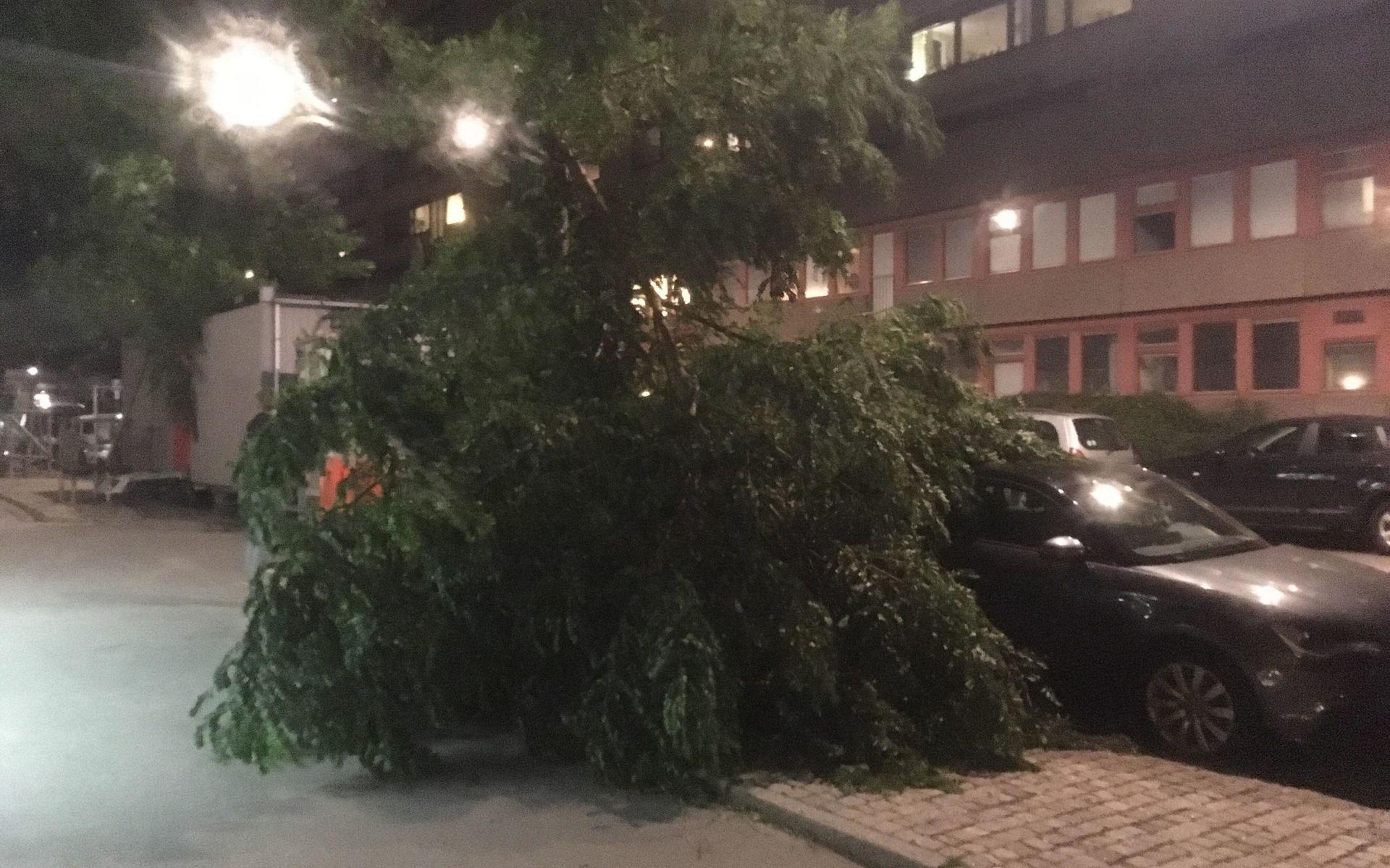 Flera träd på Vegagatan i Göteborg gav vika för de kraftiga vindarna under kvällen. 