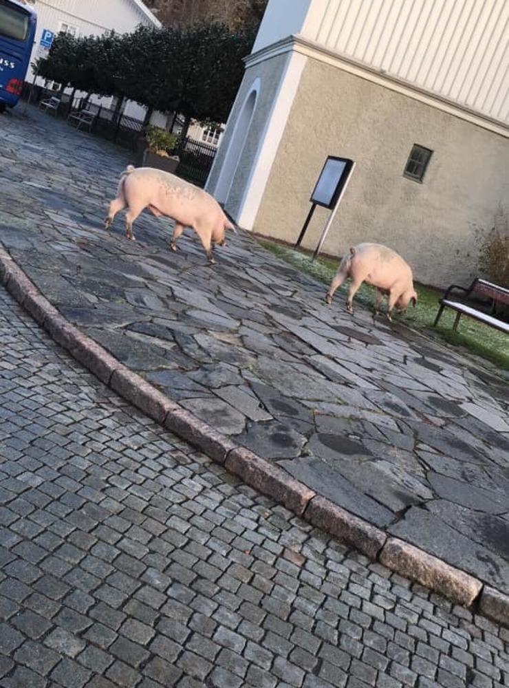 Tre, inte så små, grisar härjade under natten runt i centrala Kungälv innan bondens pojkar under söndagsförmiddagen fick åka och fånga in dem. 