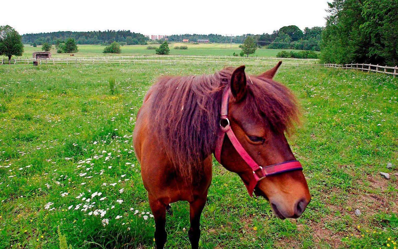 Sommarbete. Ingrid Bosseldal berättar om ett tiotal nyutkomna ponnyböcker och analyserar hästboksgenren och hur olika den uppfattas. Bild: Björn Larsson Ask