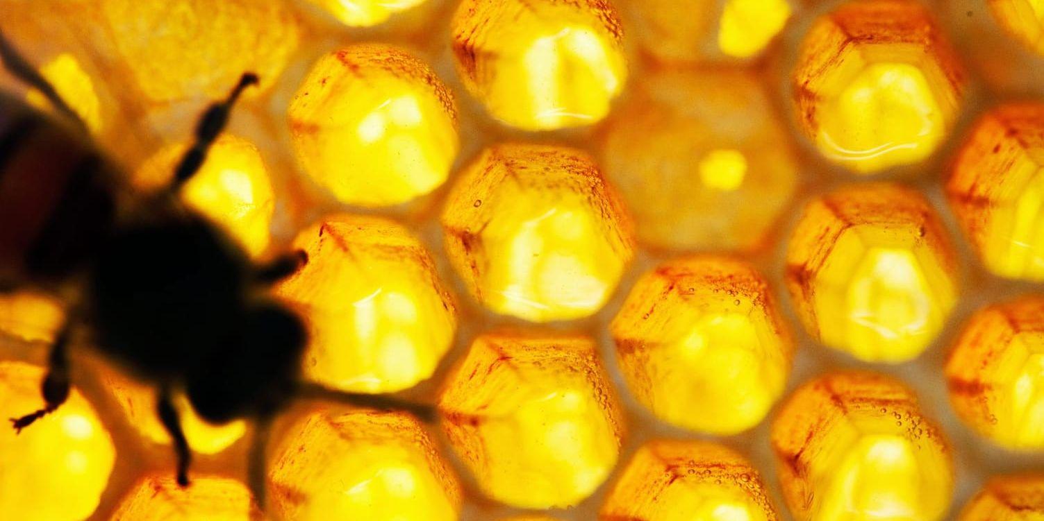 Dunderhonung. Det är de levande mjölksyrabakterierna som är nyckeln till den färska honungens läkande egenskaper, skriver debattörerna.