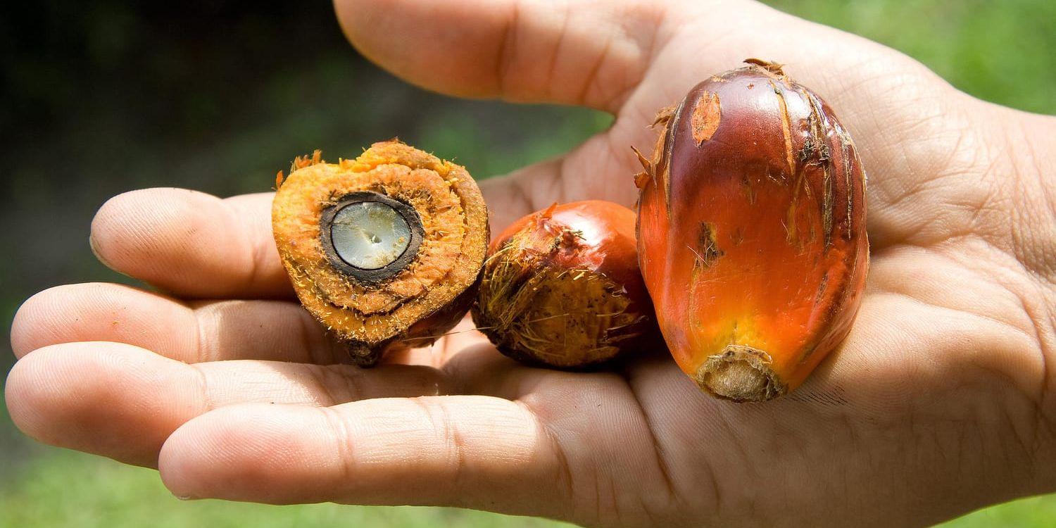 Oljepalmens frukter som palmoljan utvinns från. Arkivbild.