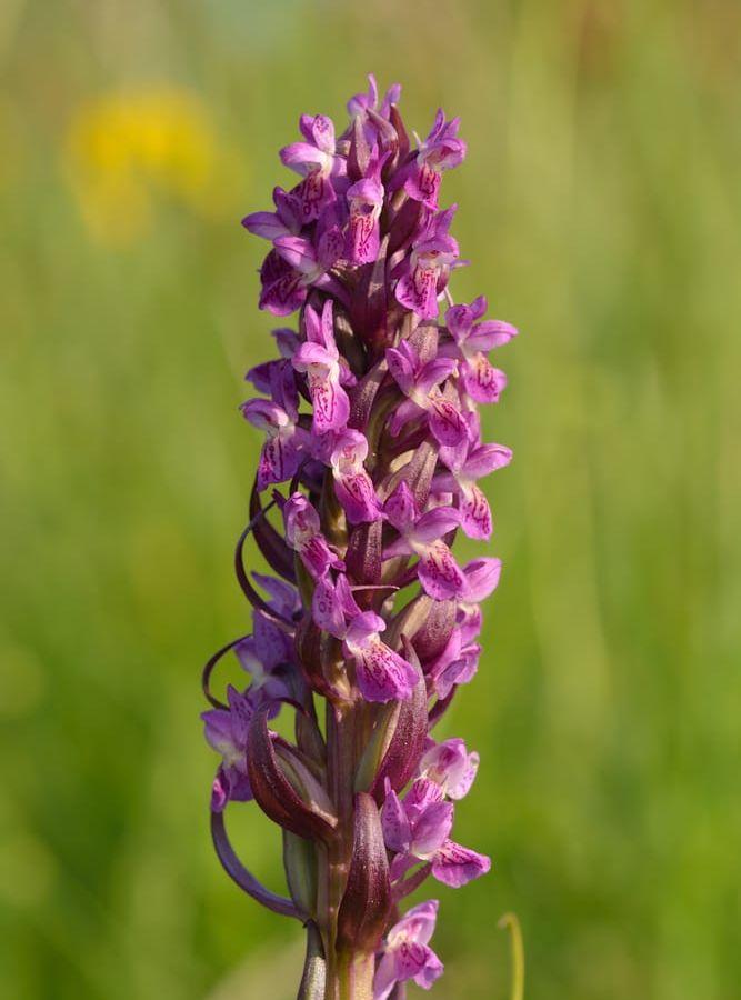 Även orkidén Ängsnycklar är fridlyst och hade plockats av paret. Bild Ivar Leidus