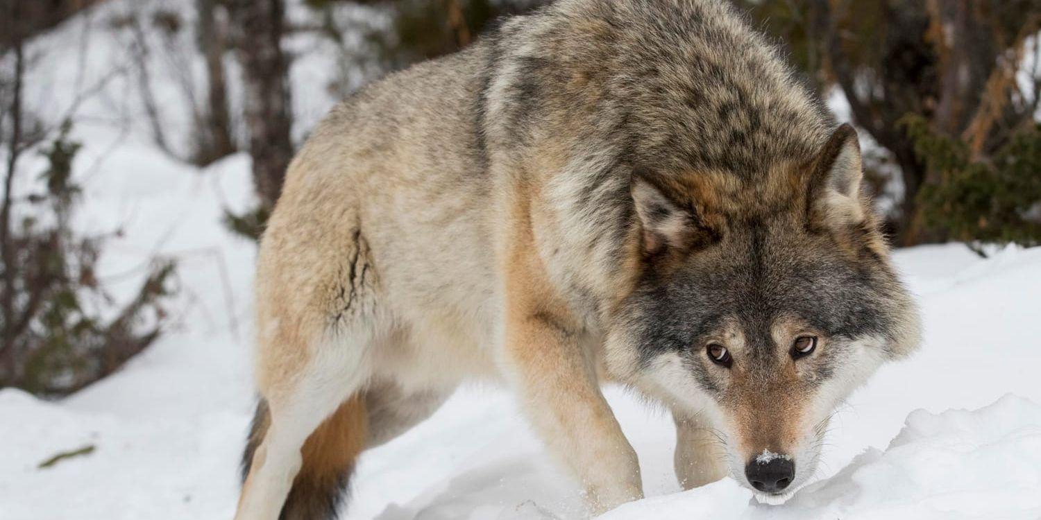 I Norge planerar man att skjuta upp emot 30 vargar i vinter. Arkivbild.