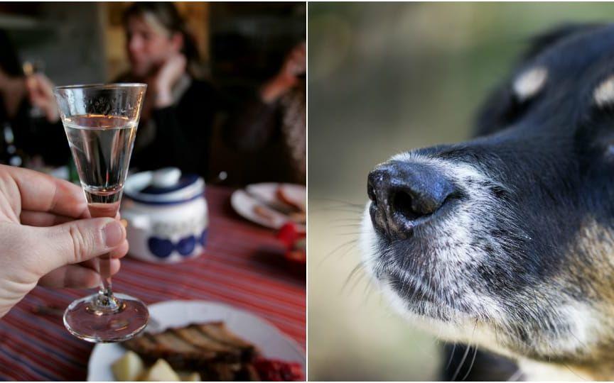 Under vinterns stora högtider ökar antalet alkoholförgiftade husdjur. Foto: Arkivbild / TT