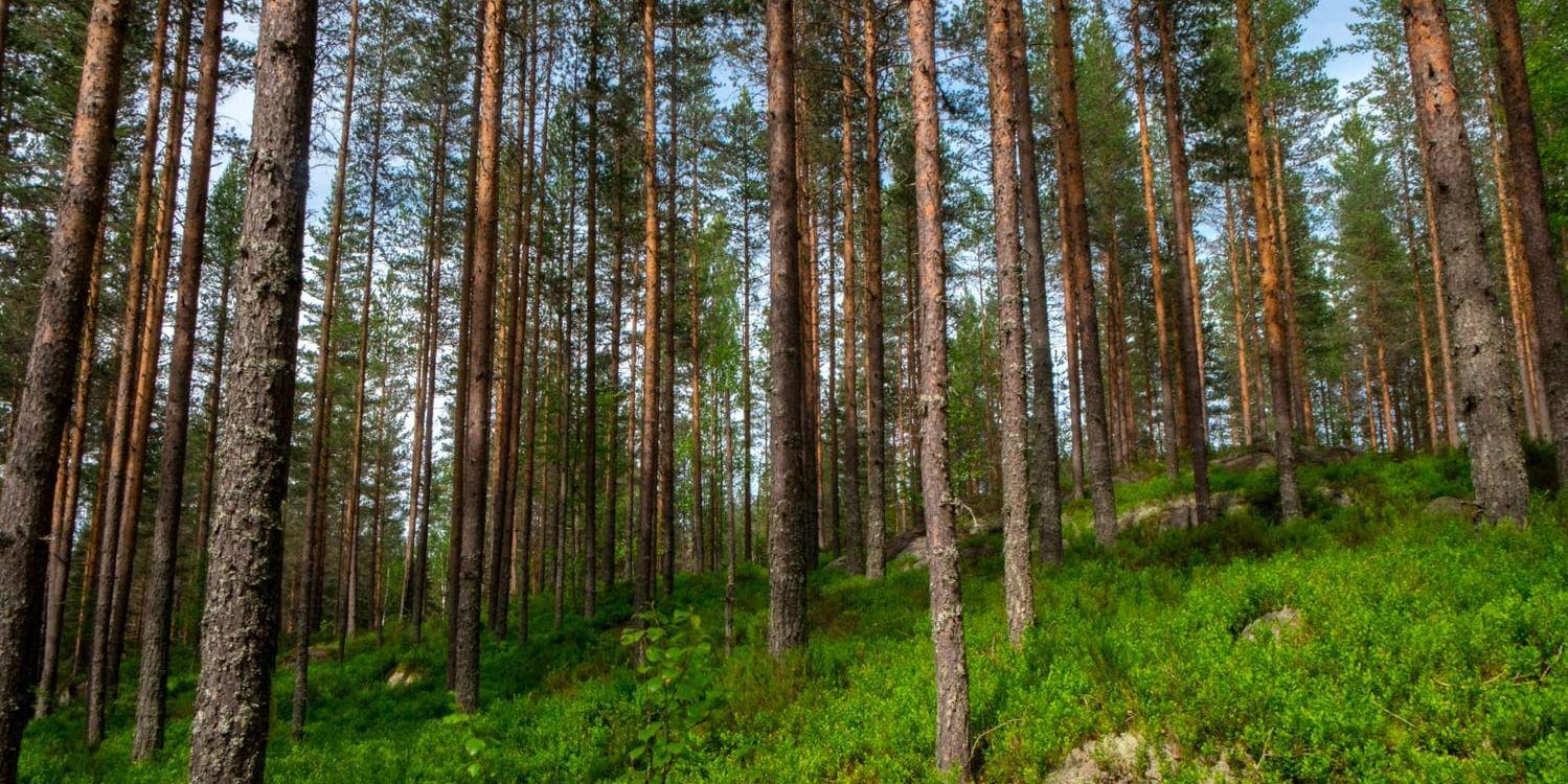 Drönare kan underlätta kontroll av skog. Arkivbild.