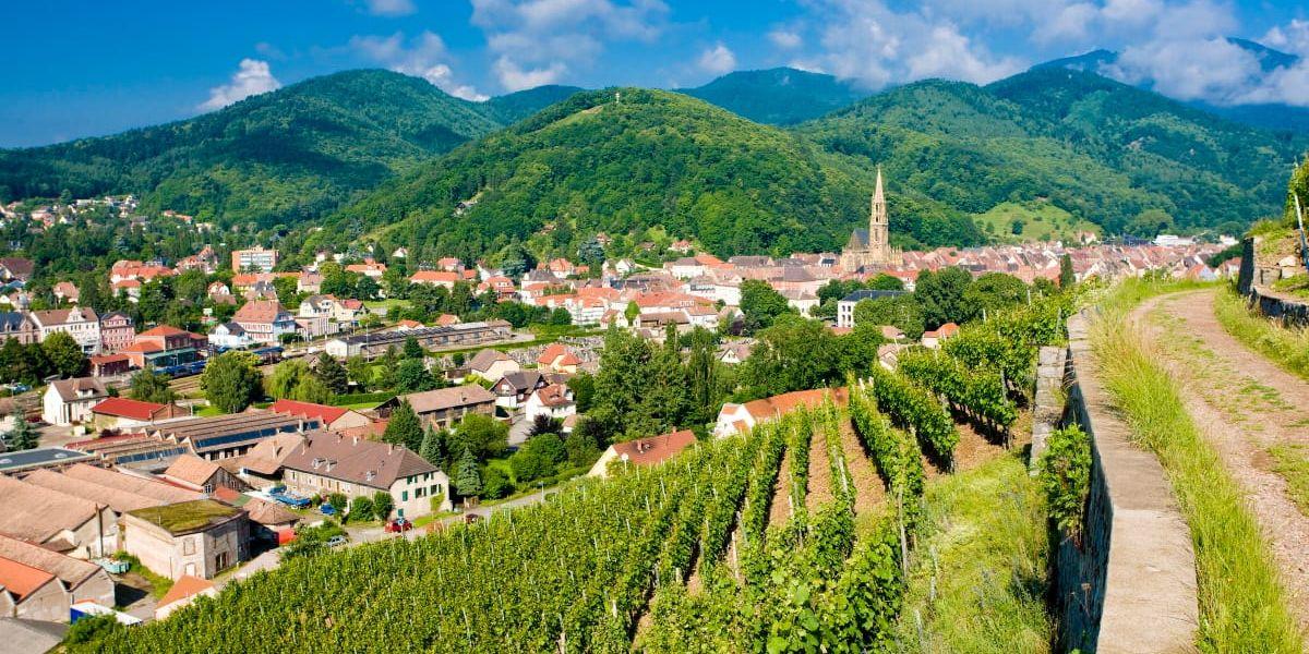 Besök vingårdarna i Alsace.