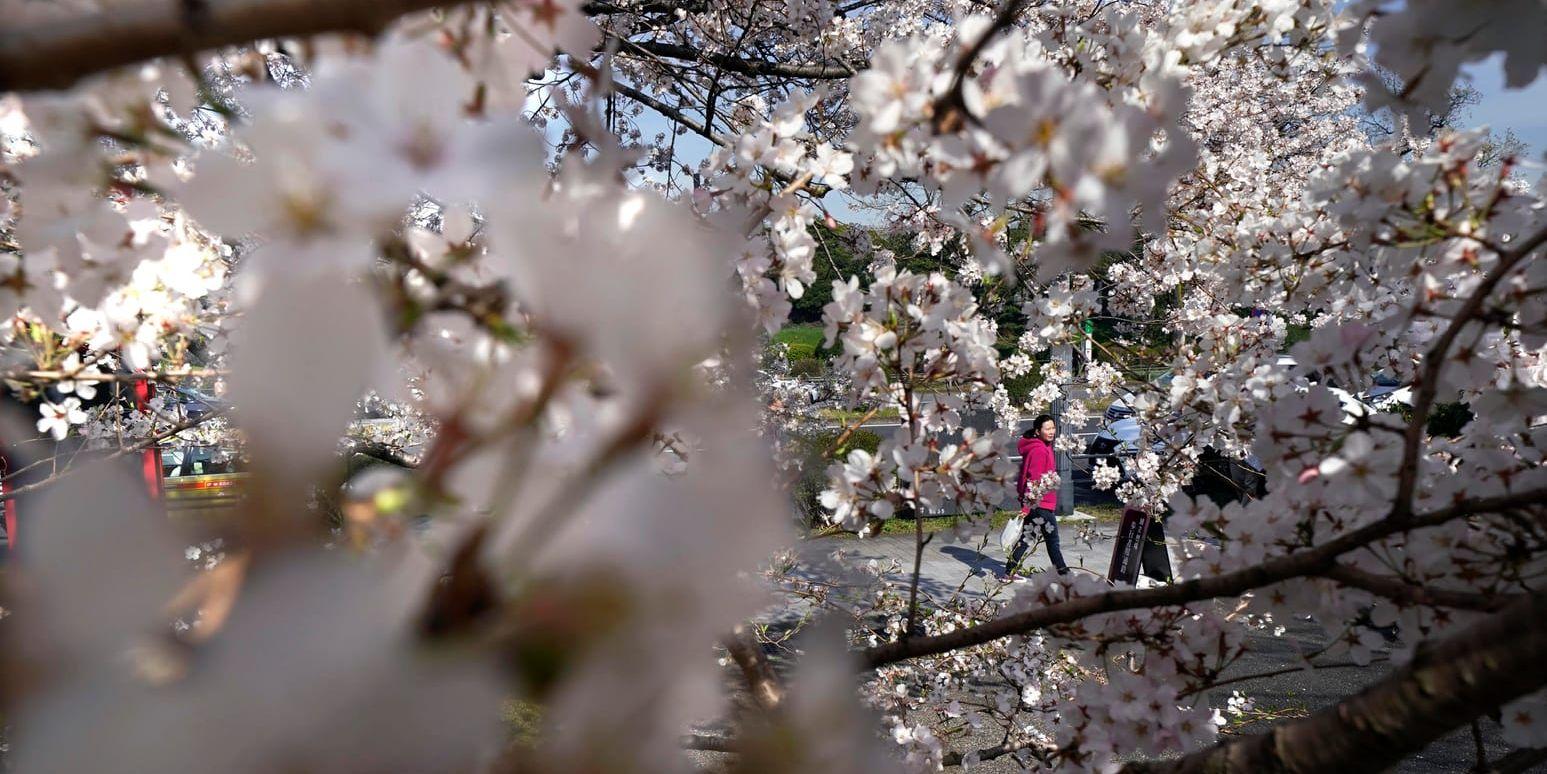 De japanska körsbärsträden har fyllts av rosa små knoppar –mitt i oktober. Arkivbild.