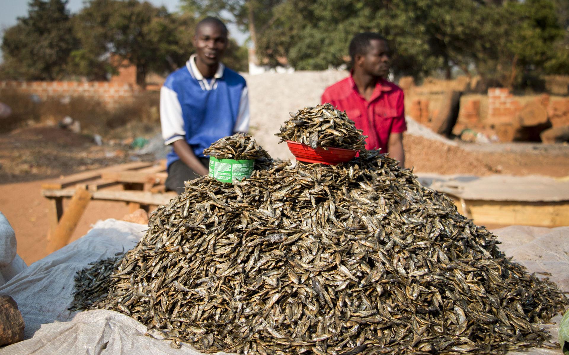 Kassava och andra grönsaker säljs på en marknad i Solwezi. Jordbruk utgör livsnerven för en majoritet av Zambias befolkning och i Nordvästra provinsen är formella anställningar förunnade få invånare.