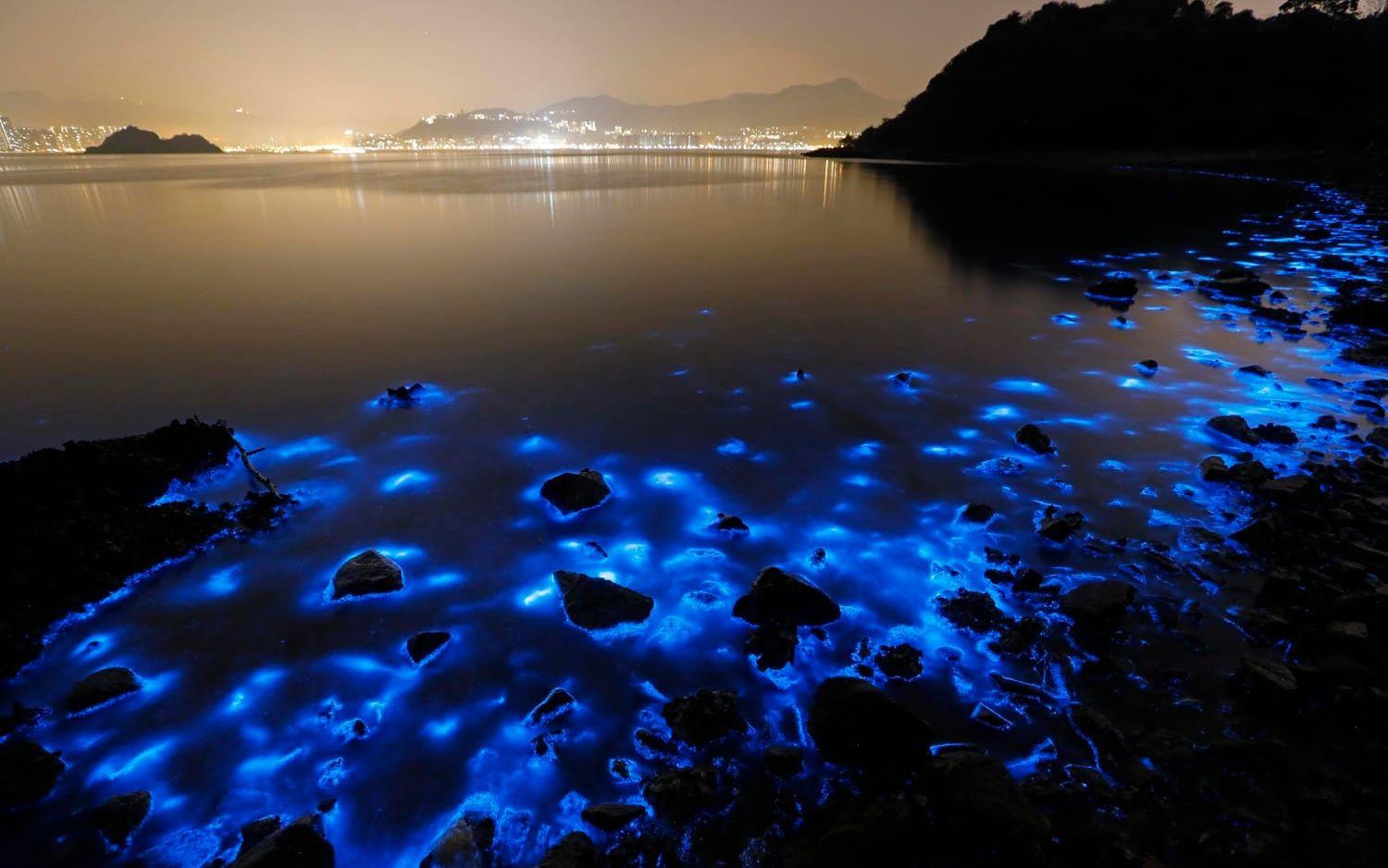 Mareld från den art av dinoflagellater som oftast lyser upp i svenska vatten, Noctiluca scintillans. Bilden togs i Hongkong för två år sedan.
