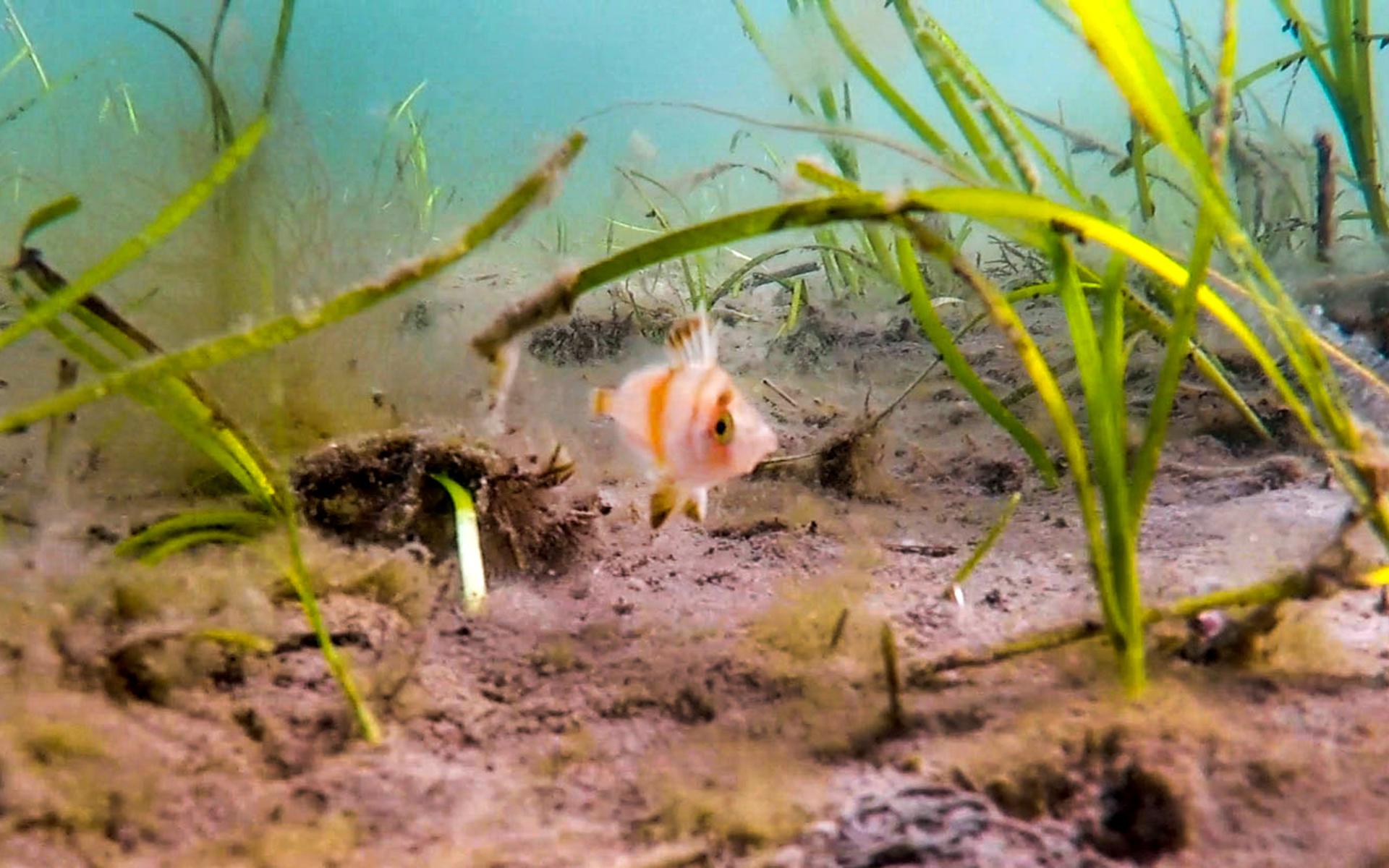 I helgen hittades en liten orangea exotisk Trynfisk i Gullmarsfjorden