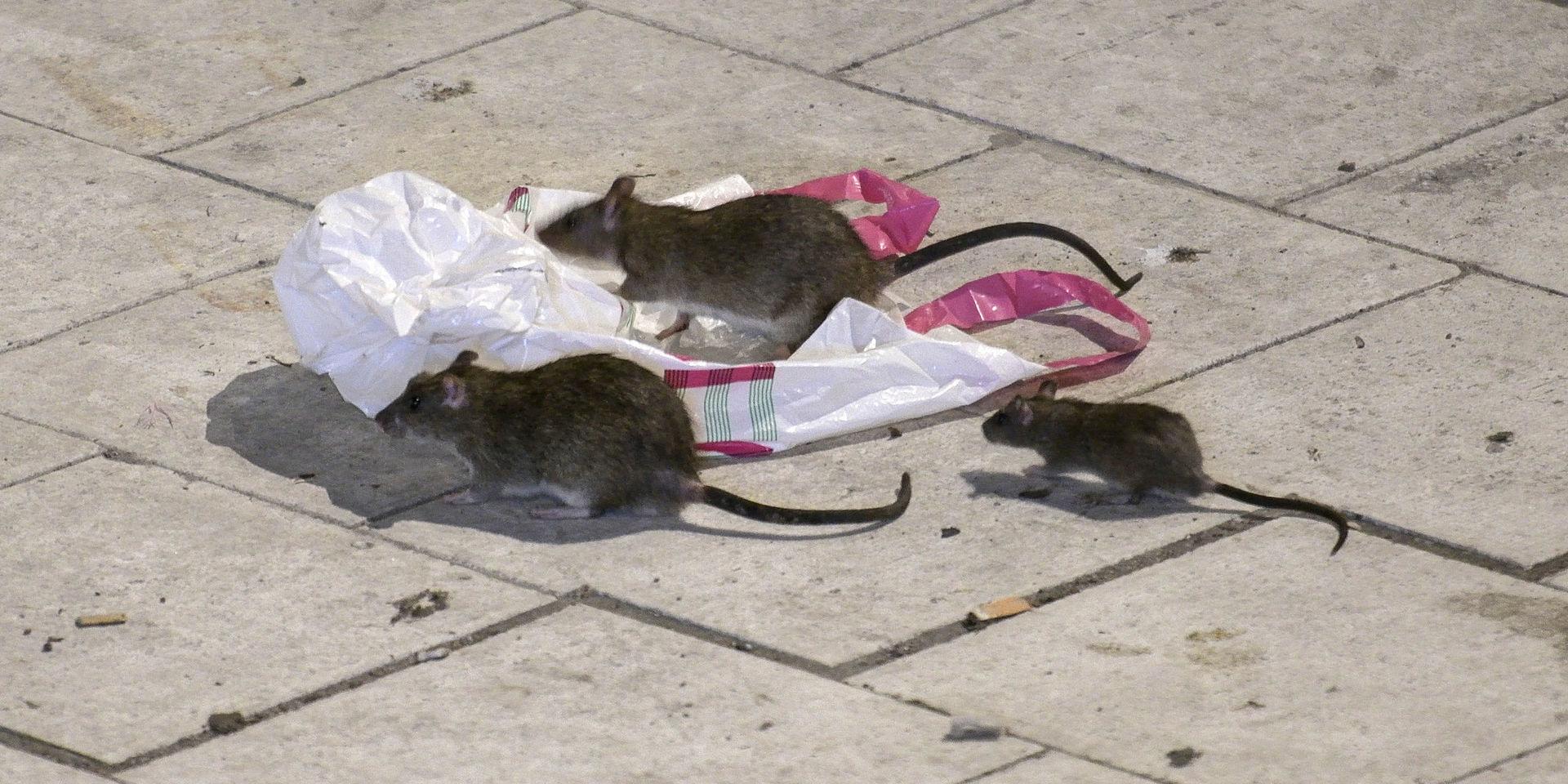 Råttorna fortsätter att öka i antal i Göteborg, något som bland annat beror på ökad tillgång på mat.  &quot;Ibland kommer råttan för att folk inte slänger på rätt ställe. De orkar inte gå till sopnedkastet utan slänger från balkonger rätt ner i buskarna&quot; säger Håkan Rystrand på Anticimex i Göteborg.