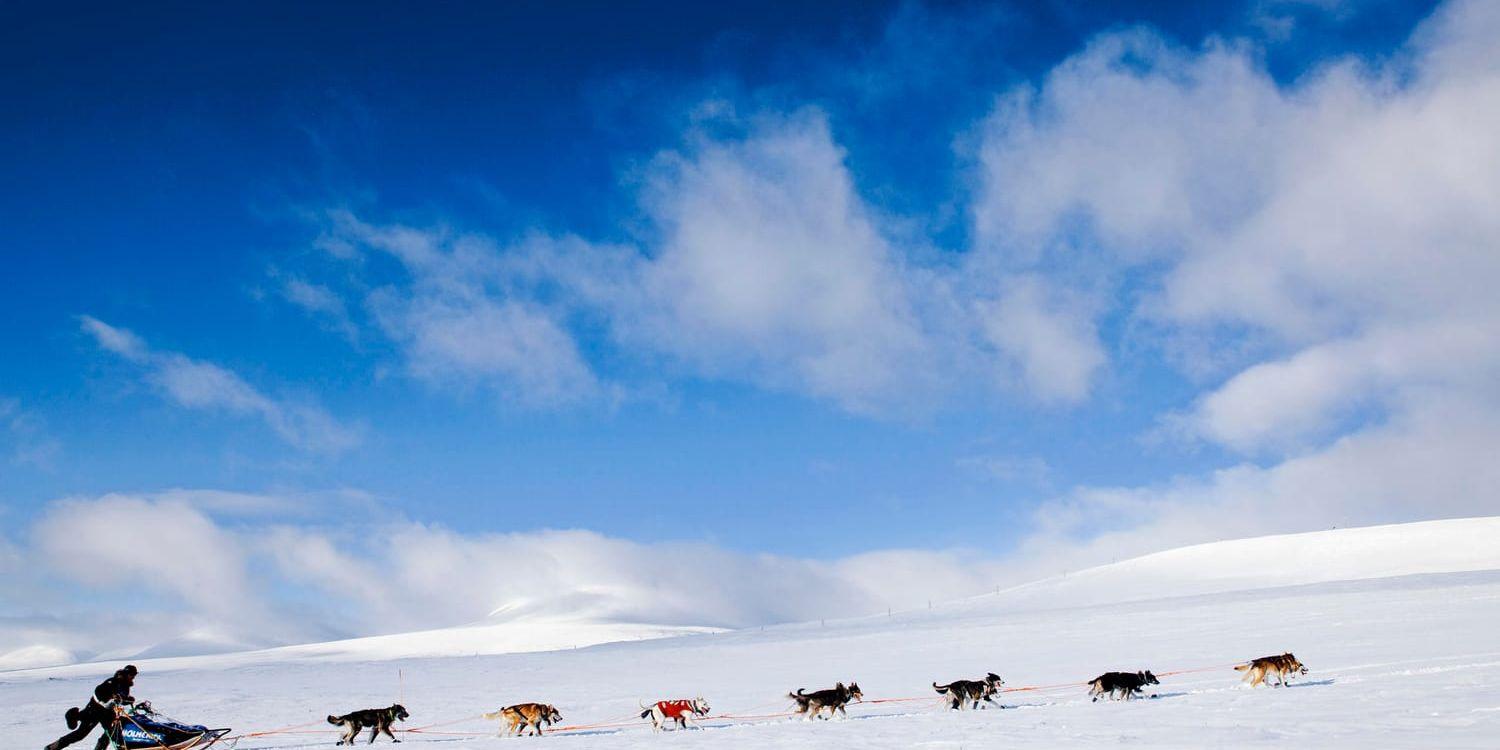 Finnmarksløpet är ett av världens tuffaste hundspannslopp. I år blev det svensk seger. Arkivbild.