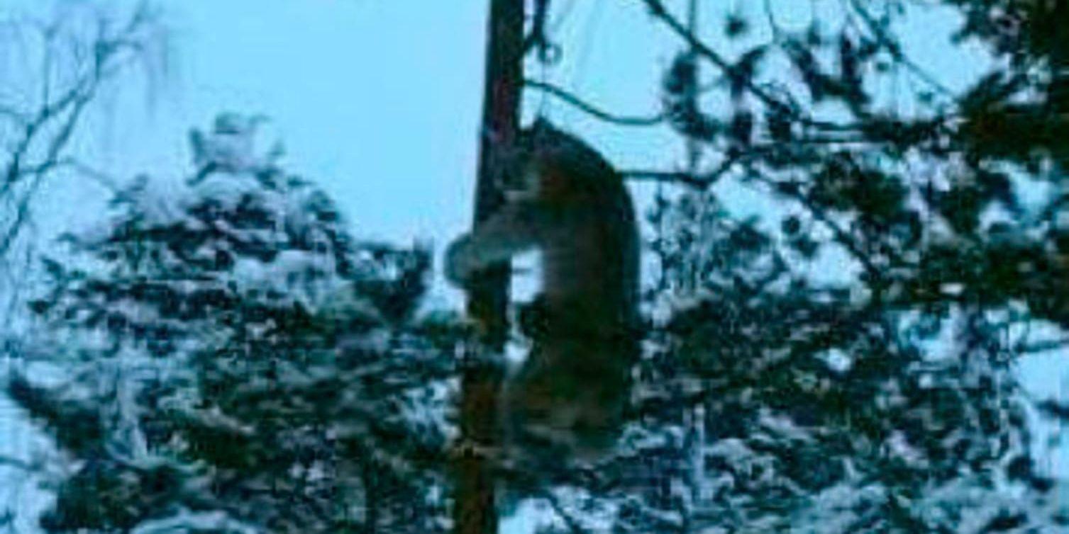 Ett lodjur som har fångats in och hängts upp i ett träd. Bilden hittades i en telefon hos en av de som fälldes i jaktbrottshärvan. Arkivbild.