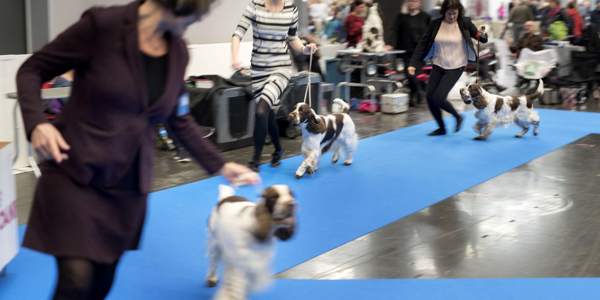Svenska kennelklubben har beslutar att hundar som kommer från Norge inte får delta på utställning, prov eller tävlingar i Sverige. Beslutet gäller fram till och med denna helg. Arkivbild.