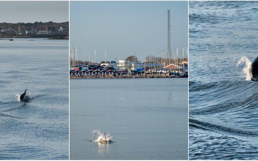 Den ensamma delfinen som rör sig i Göteborgsområdet har dykt upp igen. Foto: Fredrik Strömberg
