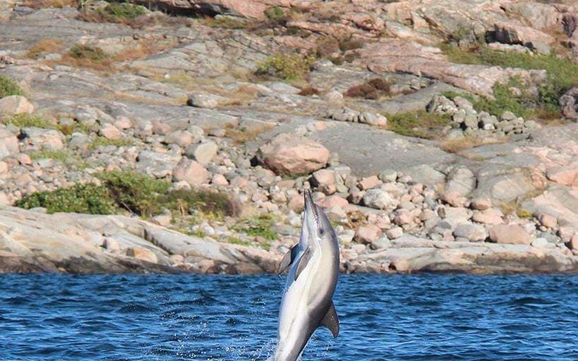 Torbjörn Sandin såg en delfin utanför Fjällbakca för två år sedan. Bild: Torbjörn Sandin