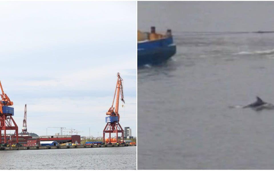 Delfinen siktades i hamnen under lördagen. Bild: John Lindskog