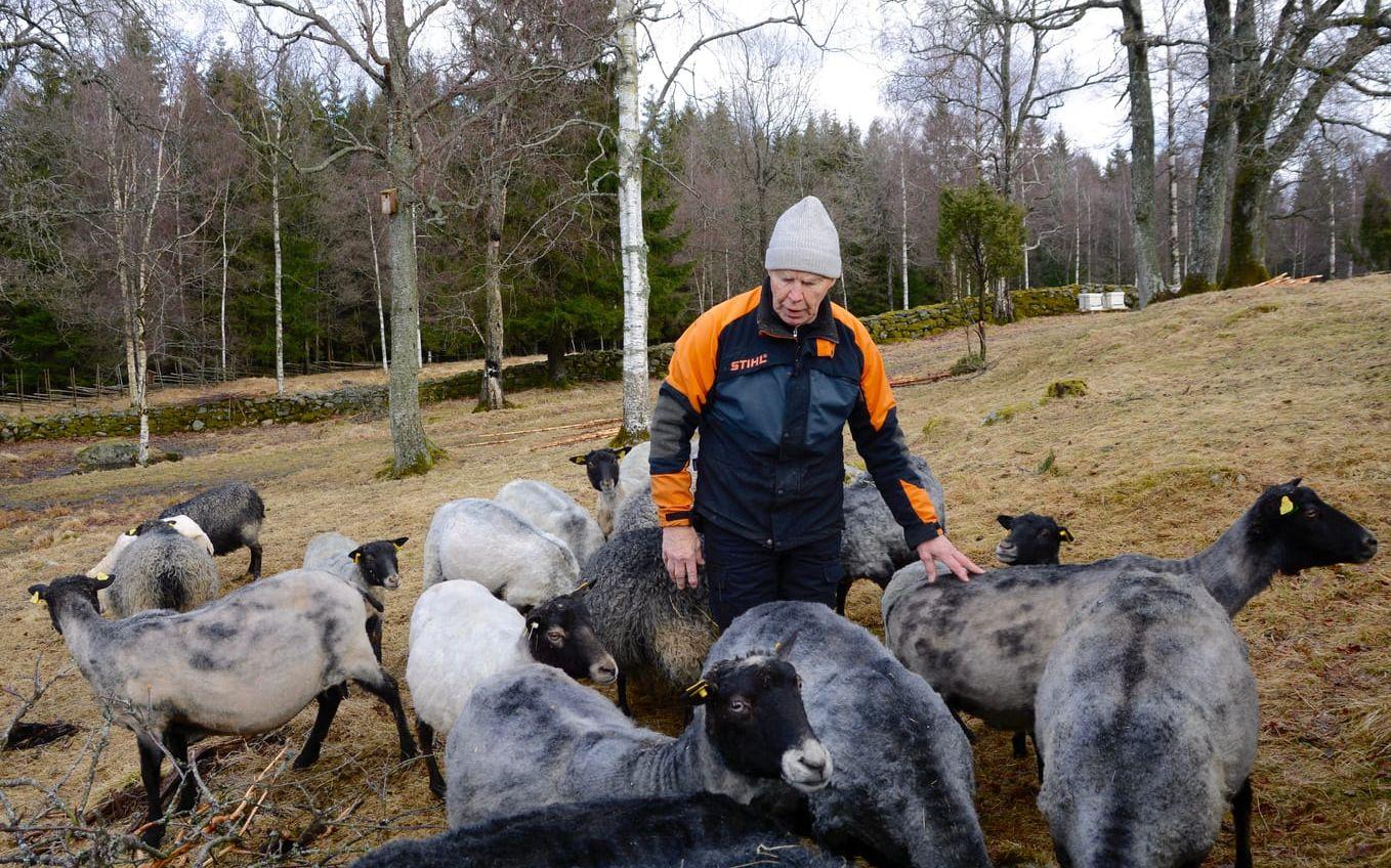 Just nu pågår klippningen av fåren innan det är dags för lamning i slutet av april. Ingemar Zachrisson tittar till de dräktiga tackorna. Bild: Karina Hansson