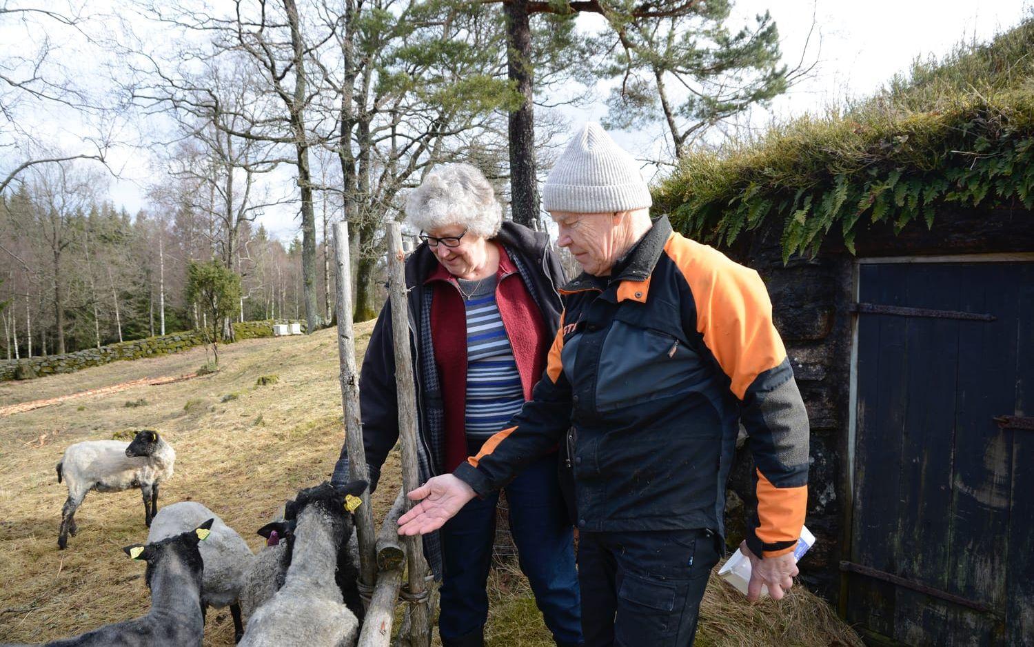 Margareta och Ingemar tar till vara alla delar av fåret för att få ekonomi i verksamheten. Bild: Karina Hansson