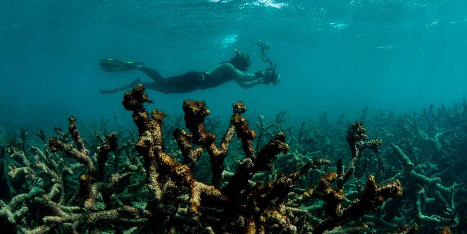 En dykare fotograferar döda koraller vid Stora Barriärrevet. Arkivbild.